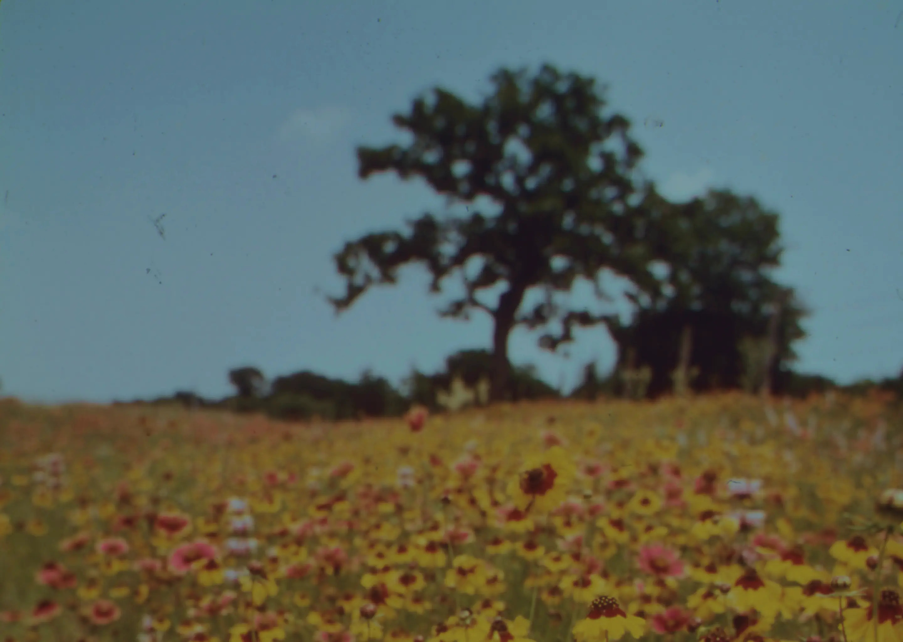 Photo of a field full of flowers, a blue sky and a tree.
The website of the former Shintatex factory. A major textile company in Bekasi, Indonesia at its peak days.